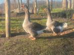Koppel toulouse ganzen 1 jaar jong, Dieren en Toebehoren, Pluimvee, Meerdere dieren, Gans of Zwaan