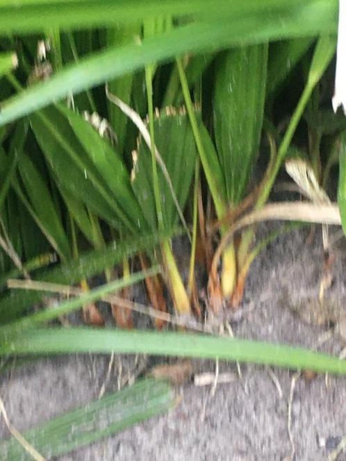 Zaailingen palmboom trachycarpus fortunei, Tuin en Terras, Planten | Bomen, Palmboom, Minder dan 100 cm, Ophalen of Verzenden