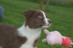Border collie pups nieuw nestje 💖💖💖, Dieren en Toebehoren, België, 15 weken tot 1 jaar, CDV (hondenziekte), Collie