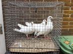 Bruidsduiven, Dieren en Toebehoren, Vogels | Duiven