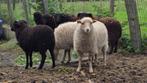 Ouessant dwergschaapjes, Dieren en Toebehoren, Schapen, Geiten en Varkens, Meerdere dieren, Schaap, 0 tot 2 jaar