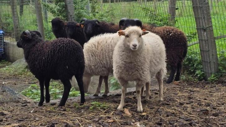 Ouessant dwergschaapjes, Dieren en Toebehoren, Schapen, Geiten en Varkens, Schaap, Meerdere dieren, 0 tot 2 jaar