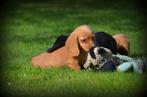 Langharige Teckel pups, Dieren en Toebehoren, Honden | Teckels en Dashonden, België, Reu, CDV (hondenziekte), 8 tot 15 weken
