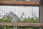 Penant Blauw cinamon pop, Dieren en Toebehoren, Vrouwelijk, Parkiet, Geringd