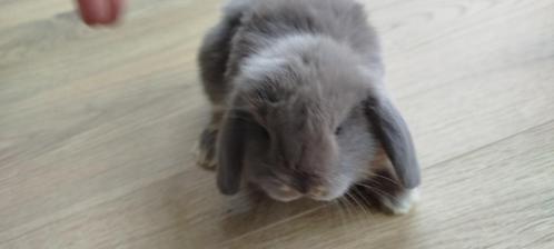 Konijn - Hangoor Ram, Dieren en Toebehoren, Konijnen, Mannelijk, 0 tot 2 jaar, Hangoor