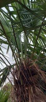 Palmbomen - Trachycarpus Fortunei, Tuin en Terras, Planten | Bomen, Ophalen of Verzenden, Palmboom