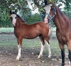 Drie knappe veulens, Dieren en Toebehoren, Pony's, Merrie, Dressuurpony, Niet van toepassing, 0 tot 2 jaar