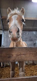 Haflinger veulen, Dieren en Toebehoren, E pony (1.48m - 1.57m), Gechipt, M, 0 tot 2 jaar