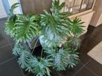 Prachtige grote kamerplant Philodendrom, Overige soorten, Halfschaduw, Ophalen, Groene kamerplant