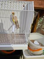 Chardonneret femelle isabelle 2025, Enlèvement, Comme neuf