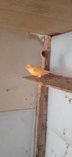 Kanaries, Dieren en Toebehoren