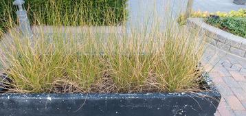 Plantes permanentes résistantes à l'hiver, différentes varia