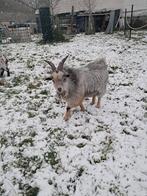 Dwerggeiten bok, Dieren en Toebehoren