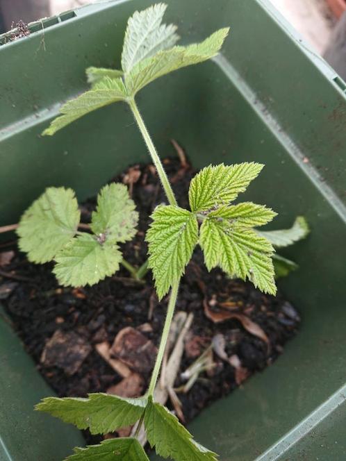 Frambozen struik, Tuin en Terras, Planten | Tuinplanten, Vaste plant, Fruitplanten, Halfschaduw, Zomer, Ophalen of Verzenden