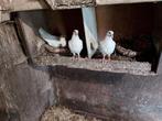 Jonge duiven, Dieren en Toebehoren, Meerdere dieren, Postduif