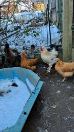 Kleinere haan., Dieren en Toebehoren, Pluimvee, Kip