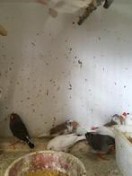 '4 WITTE WINTERHARDE ZEBRAVINKJES VOOR 30 EURO, Plusieurs animaux, Oiseau tropical