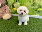 Maltezer pups - kleine taille, CDV (hondenziekte), Meerdere, Maltezer, 8 tot 15 weken