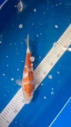 Kohaku koi, Dieren en Toebehoren