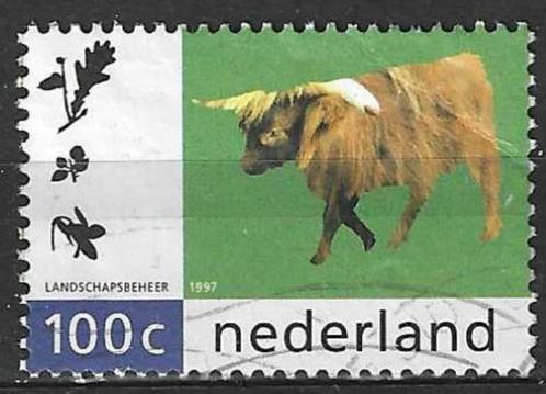 Nederland 1997 - Yvert 1582 - De Schotse Hooglander (ST), Timbres & Monnaies, Timbres | Pays-Bas, Affranchi, Envoi