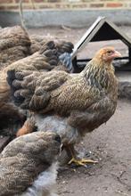 Prachtige jonge brahma goudpatrijs hennen en hanen, Dieren en Toebehoren, Pluimvee, Meerdere dieren, Kip