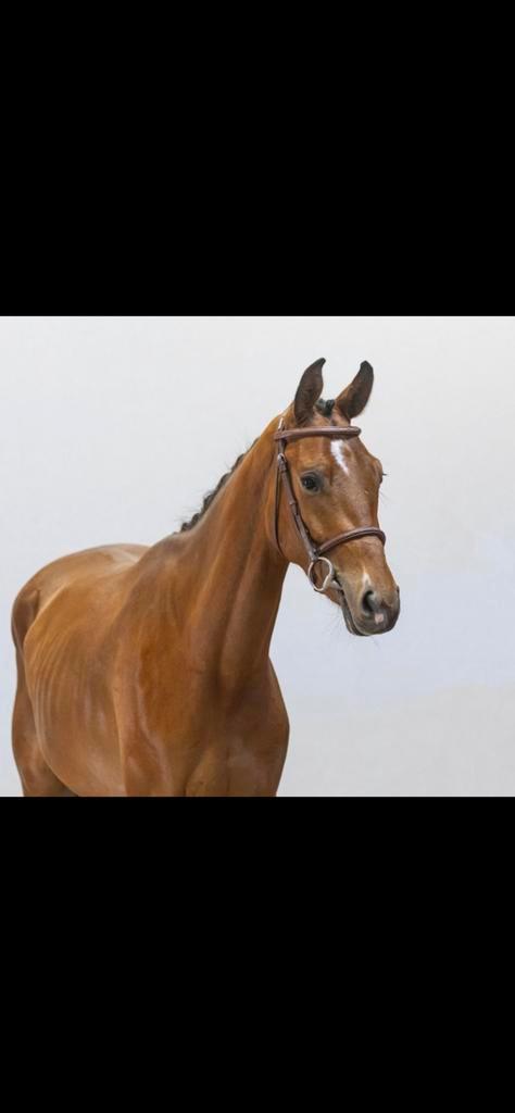 Pony, Dieren en Toebehoren, Paarden, Ruin, Zadelmak, Minder dan 160 cm, 3 tot 6 jaar, Springpaard, Met stamboom, Gechipt, Ontwormd