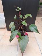 Philodendron nr 71, Huis en Inrichting, Kamerplanten, Ophalen
