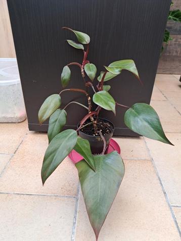 Philodendron nr 71 beschikbaar voor biedingen