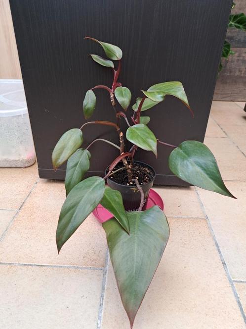 Philodendron nr 71, Huis en Inrichting, Kamerplanten, Ophalen