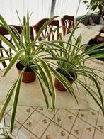 2 Kamerplanten chloropythum, Maison & Meubles, Plantes d'intérieur, Enlèvement