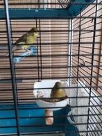 Mooie koppel kanaries(20 per stuk), Dieren en Toebehoren, Vogels | Kanaries