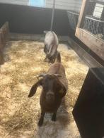 Geiten, Dieren en Toebehoren, Vrouwelijk, Geit, 0 tot 2 jaar