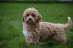 Designer pups / doodle / phoo nieuw verharend, CDV (hondenziekte), Meerdere, 8 tot 15 weken, Meerdere dieren