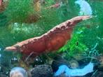 Garnalen beschikbaar, Dieren en Toebehoren, Vissen | Aquariumvissen