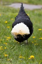 Hollandse kuifhoender krielkippen jonge hennen beschikbaar, Dieren en Toebehoren, Vrouwelijk, Kip