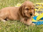 Engelse cocker pups, Dieren en Toebehoren, België, CDV (hondenziekte), 8 tot 15 weken, Meerdere