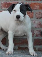 Amerikaanse Stafford pup, Dieren en Toebehoren, Honden | Jack Russells en Terriërs, Parvo, België, Reu, 8 tot 15 weken