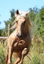 Demi pension sur cheval espagnol super gentil, Animaux & Accessoires, Cheval de dressage, Débourré, Moins de 160 cm, 3 à 6 ans