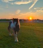 Weidemaatje gezocht, Dieren en Toebehoren