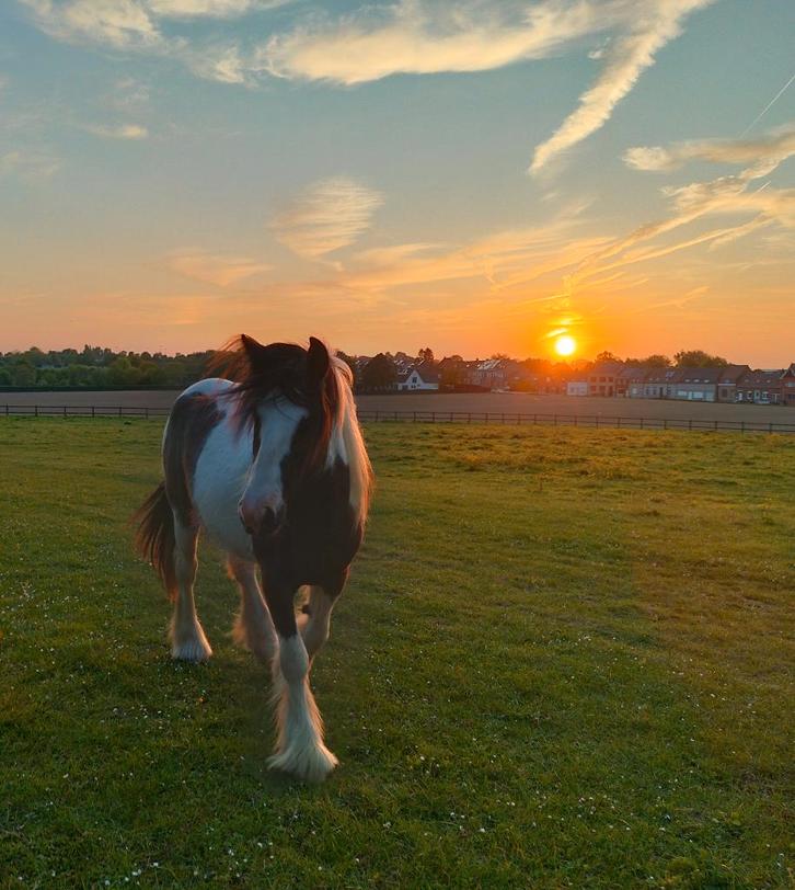 Weidemaatje gezocht, Animaux & Accessoires, Chevaux