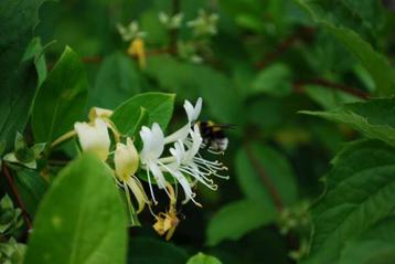 Lonicera japonicum 'Halliana' ofwel Japanse Kamperfoelie' beschikbaar voor biedingen