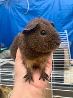 Rex goudagouti beertje 10 weken, Cavia, Mannelijk, Tam, September