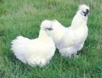 domestic silkfowl a commencé à JOUER À ACTION 4+1 GRATUITEME, Femelle, Poule ou poulet