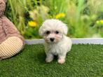 MINI Maltezer pup, CDV (hondenziekte), Maltezer, Teef, 8 tot 15 weken