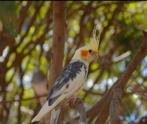 Zoek naar jonge valkparkieten in het nest voor EAM, Dieren en Toebehoren, Vogels | Parkieten en Papegaaien, Parkiet