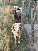 Stamboek ouessant ram, Dieren en Toebehoren, Schapen, Geiten en Varkens