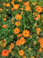 Zaden Calendula officinalis (goudsbloem) - 3 gram, Tuin en Terras, Bloembollen en Zaden, Ophalen