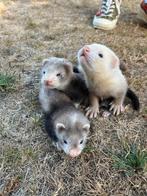 Frettenpups, Dieren en Toebehoren, Meerdere dieren