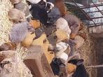 Cavia zeugen, Dieren en Toebehoren, Knaagdieren, Mei, Vrouwelijk, Cavia