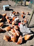 Mechelse koekoek haan, Dieren en Toebehoren, Pluimvee